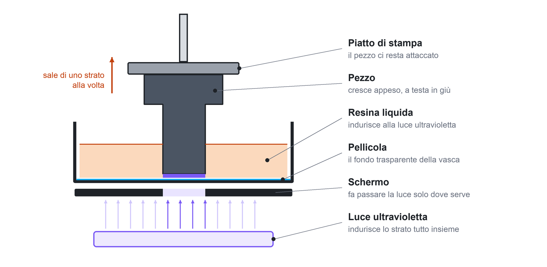 Schema di una stampante a resina: piatto, pezzo appeso, vasca di resina, pellicola, schermo e luce ultravioletta